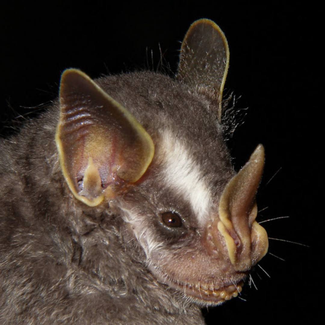 Artibeus cinereus