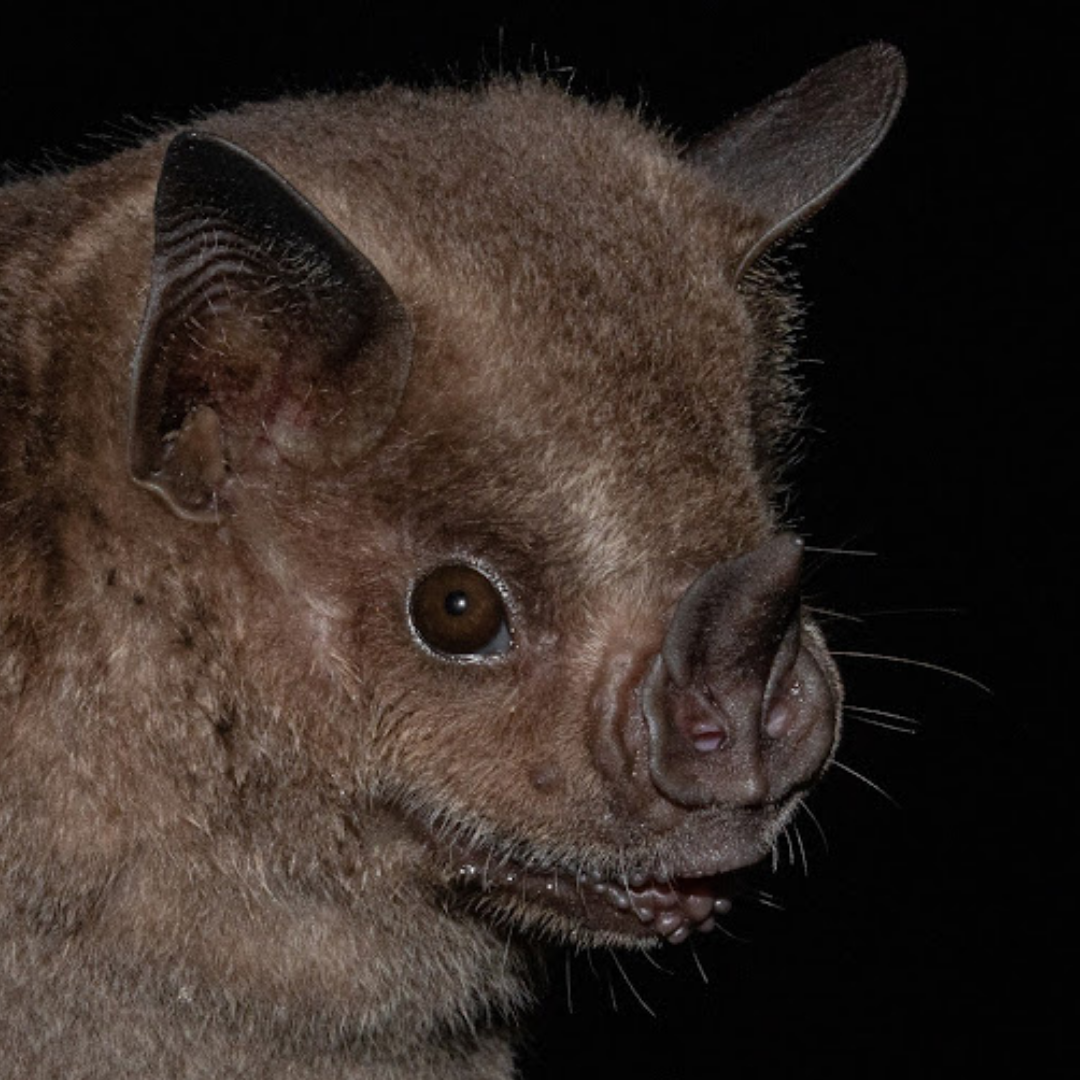 Artibeus fimbriatus