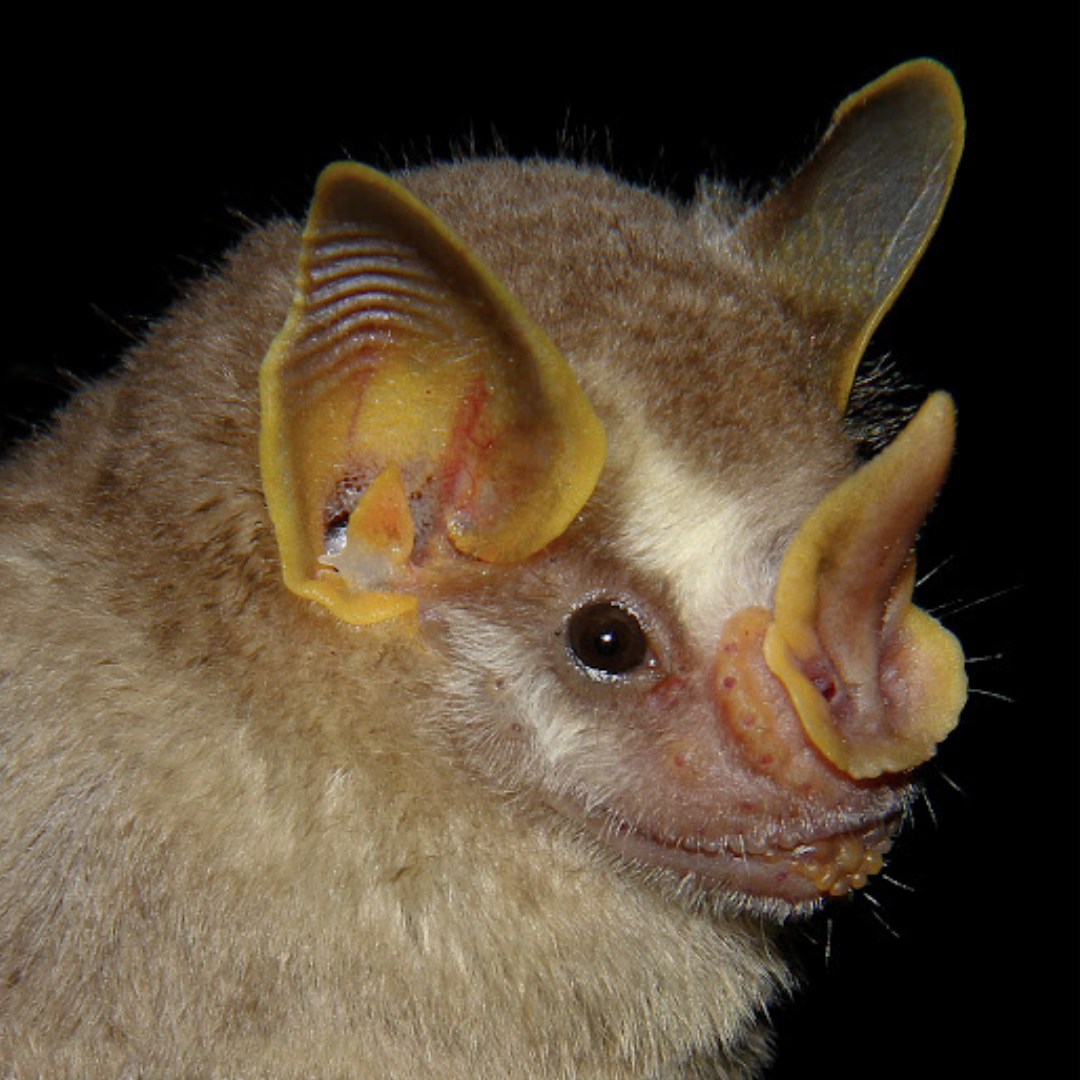 Artibeus gnomus