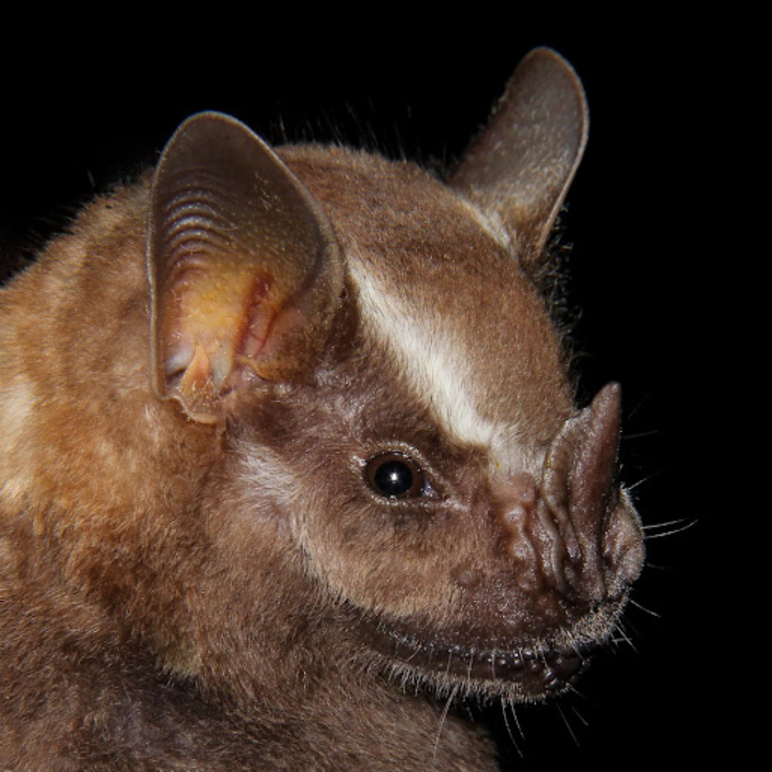 Artibeus lituratus