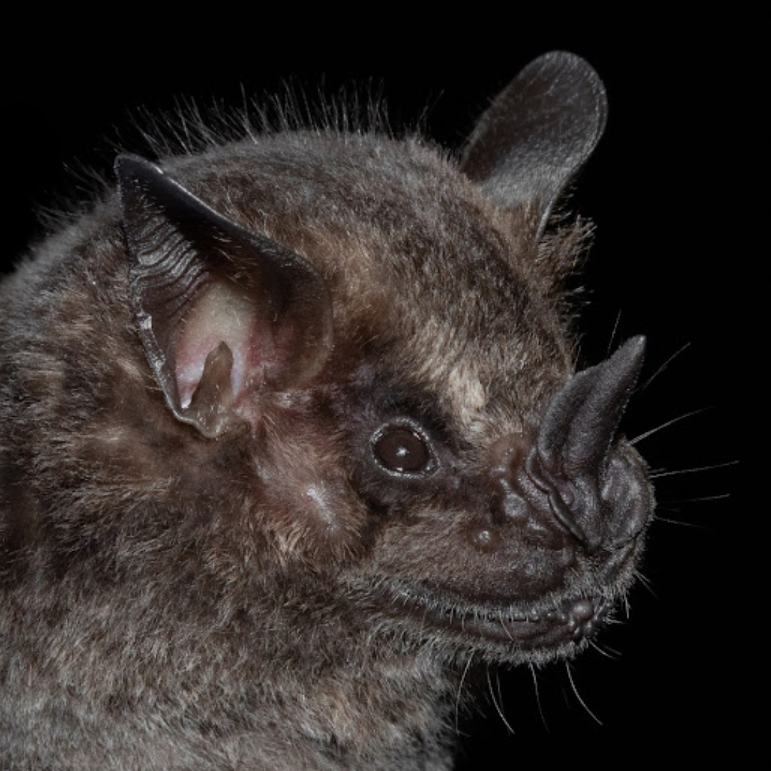 Artibeus obscurus