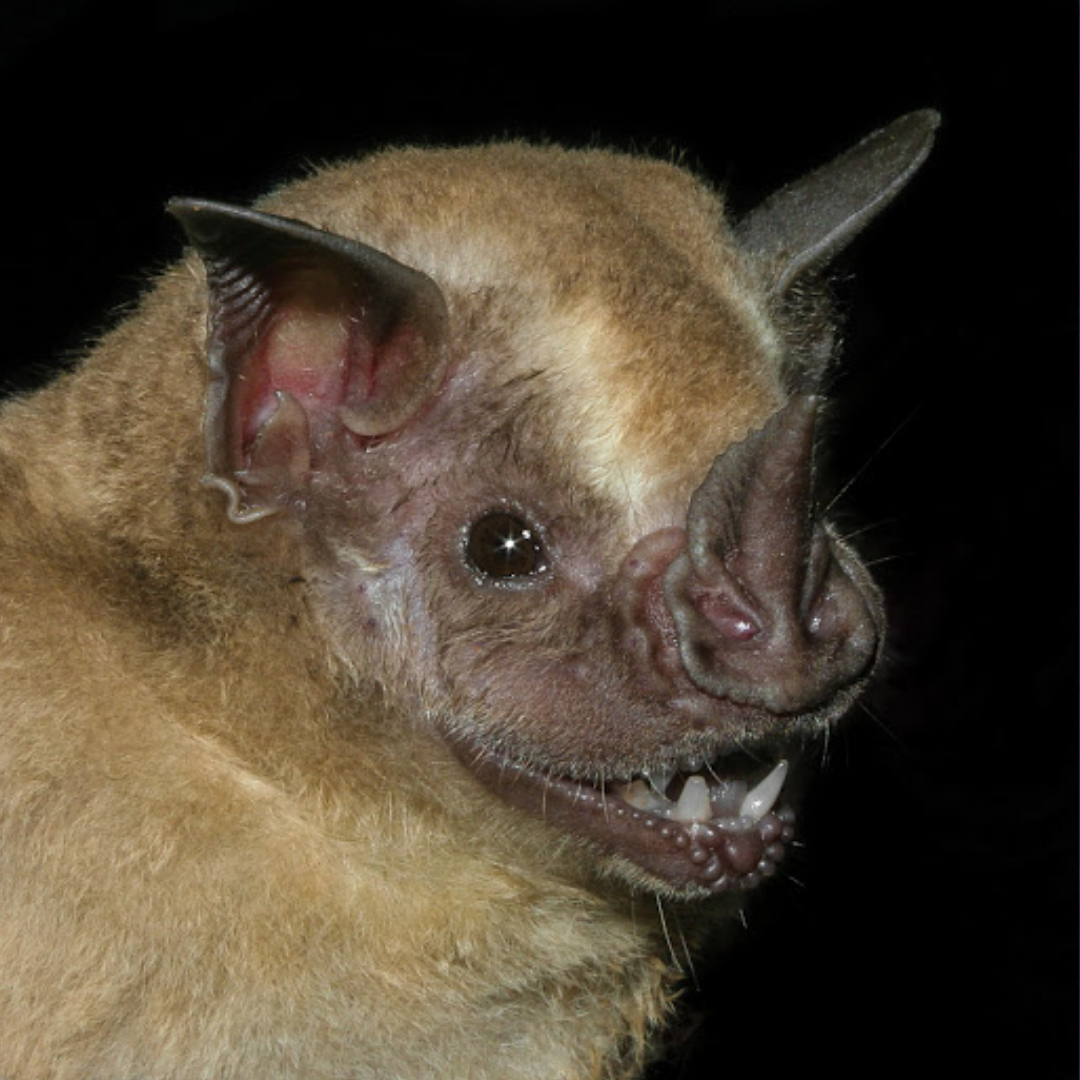 Artibeus planirostris