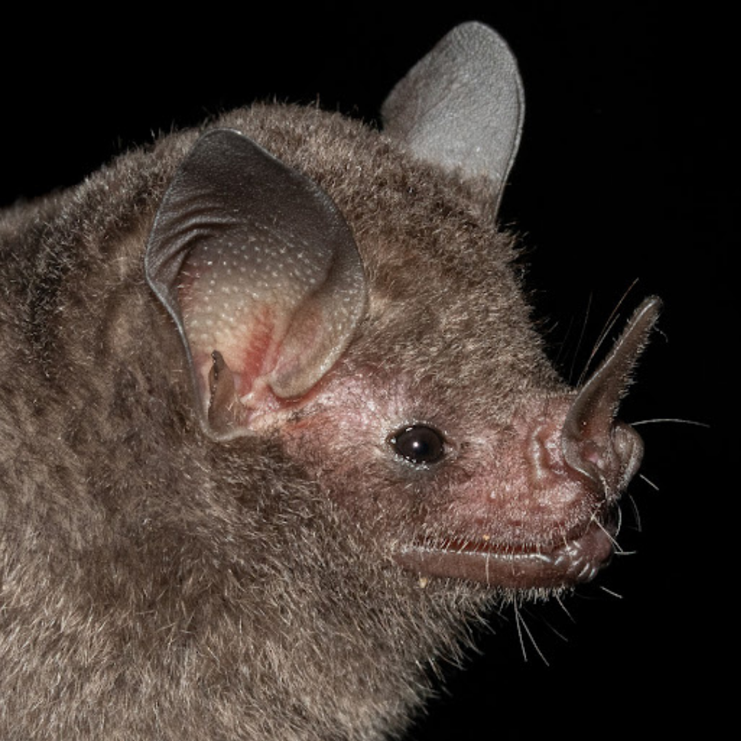 Carollia brevicauda