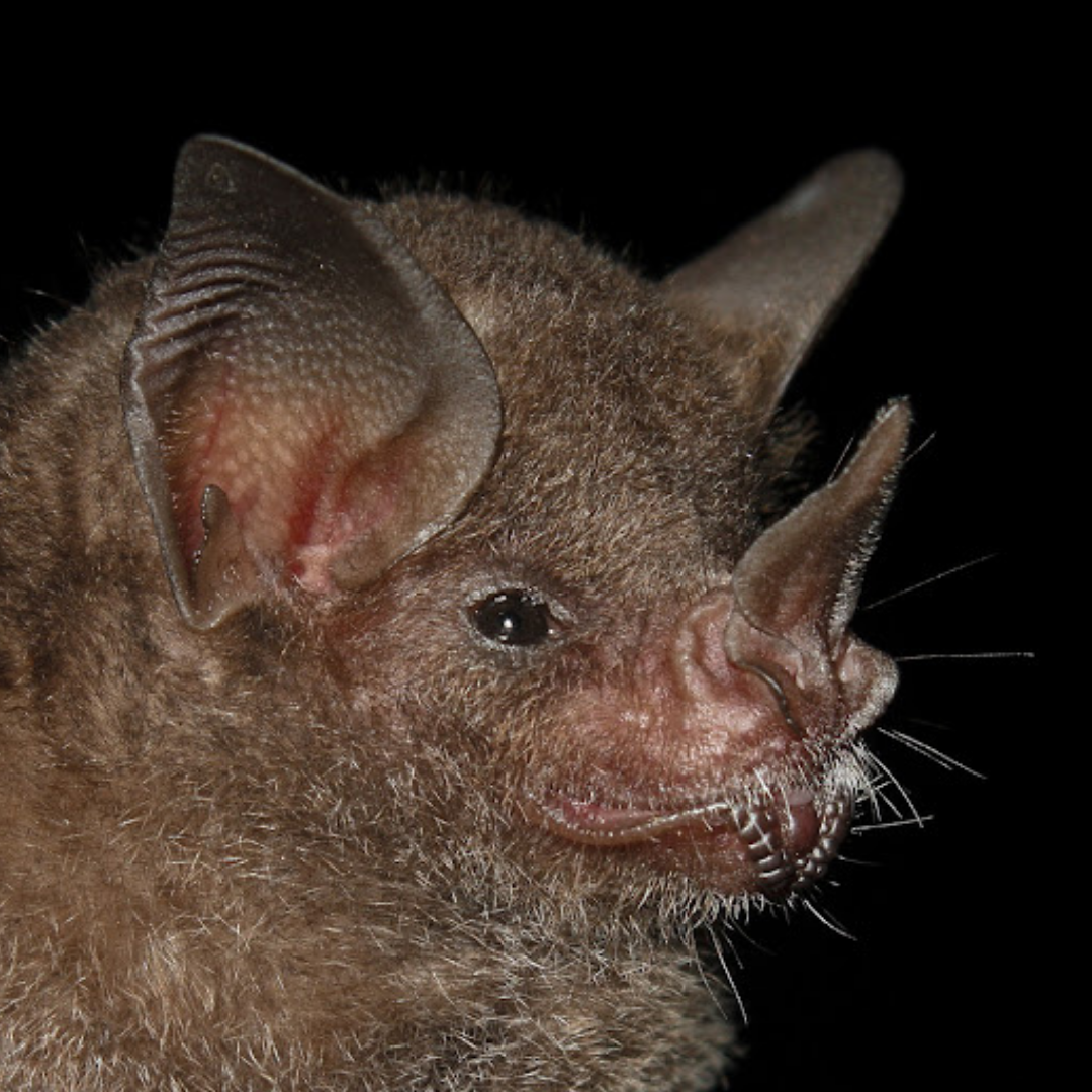 Carollia perspicillata