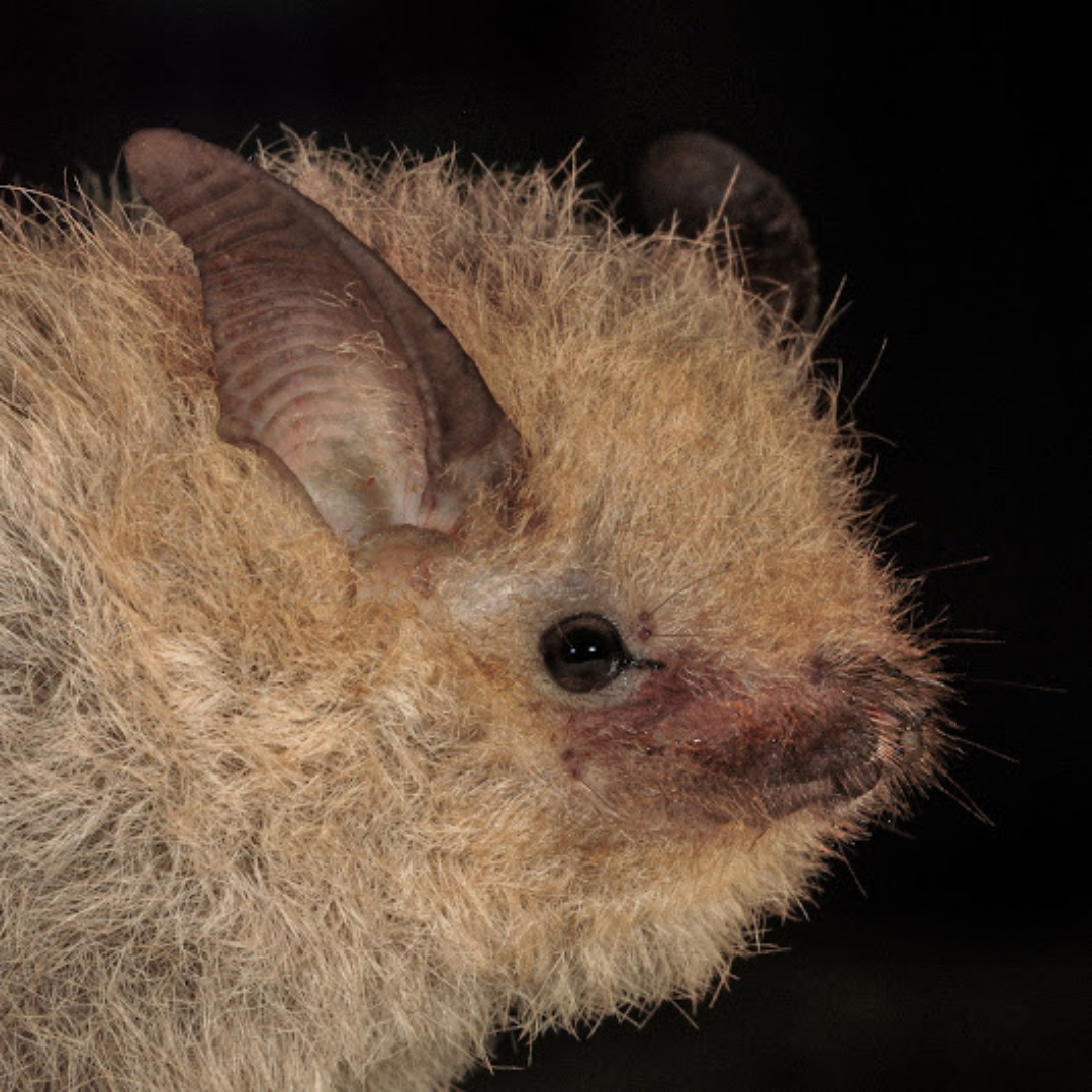 Centronycteris maximiliani