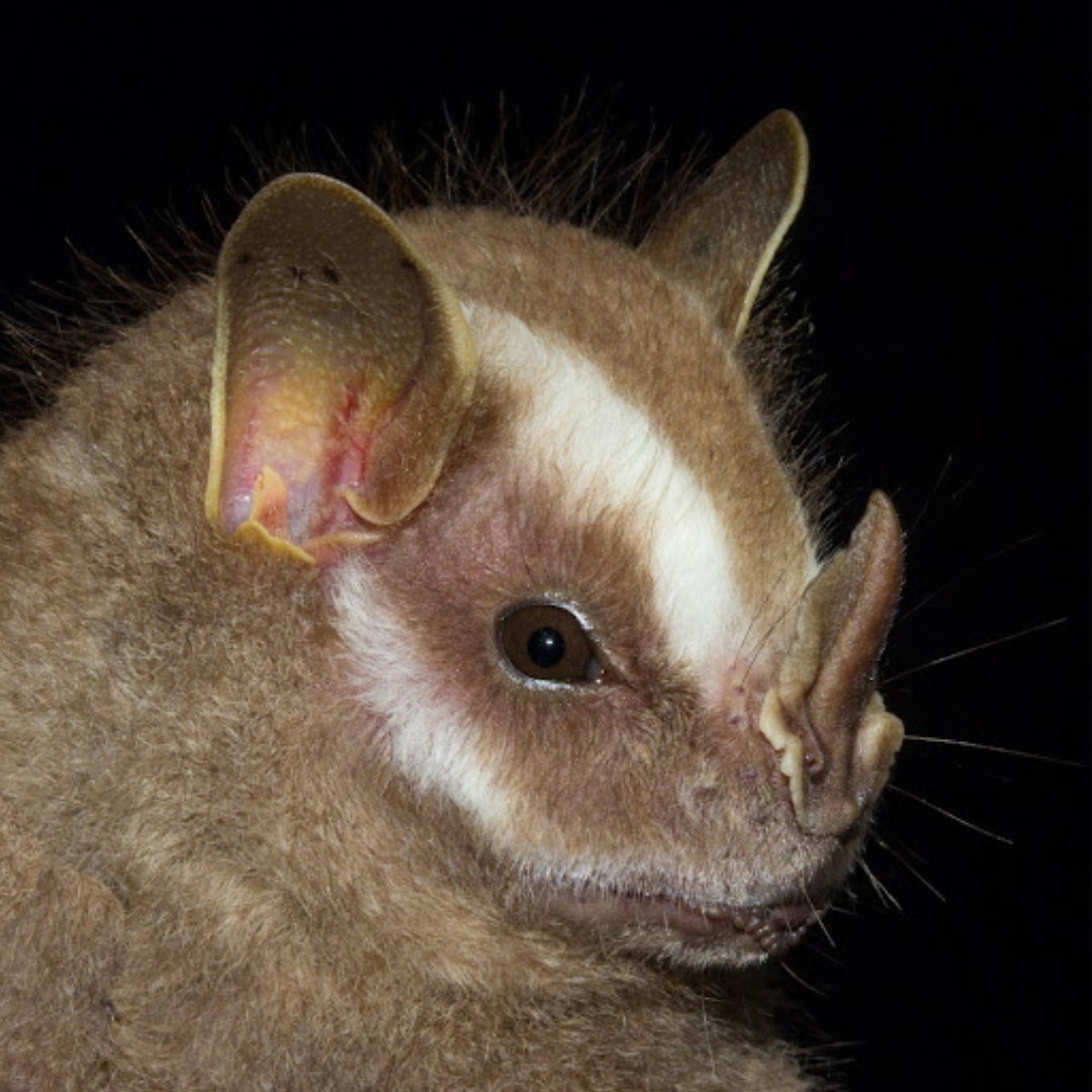 Chiroderma doriae
