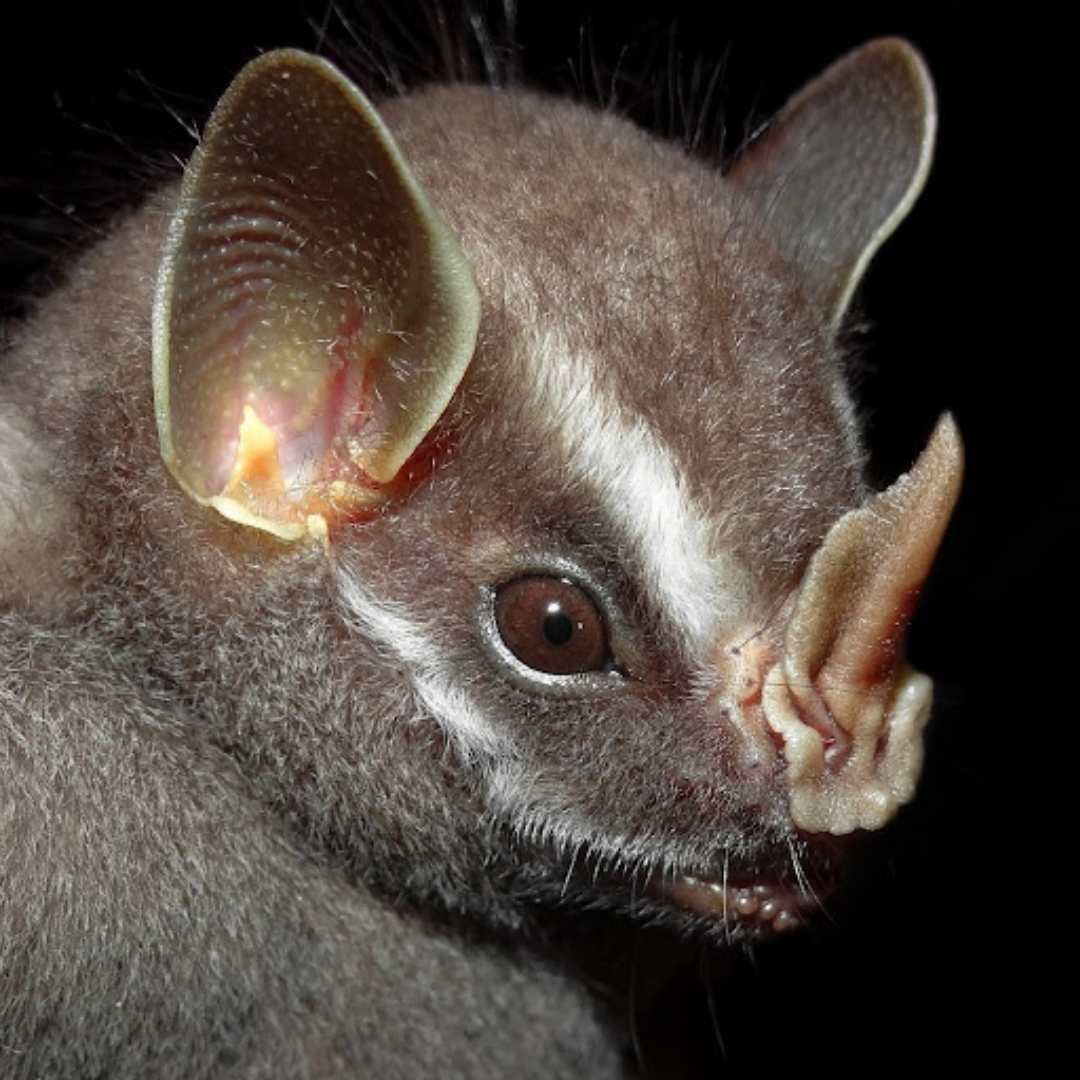 Chiroderma trinitatum