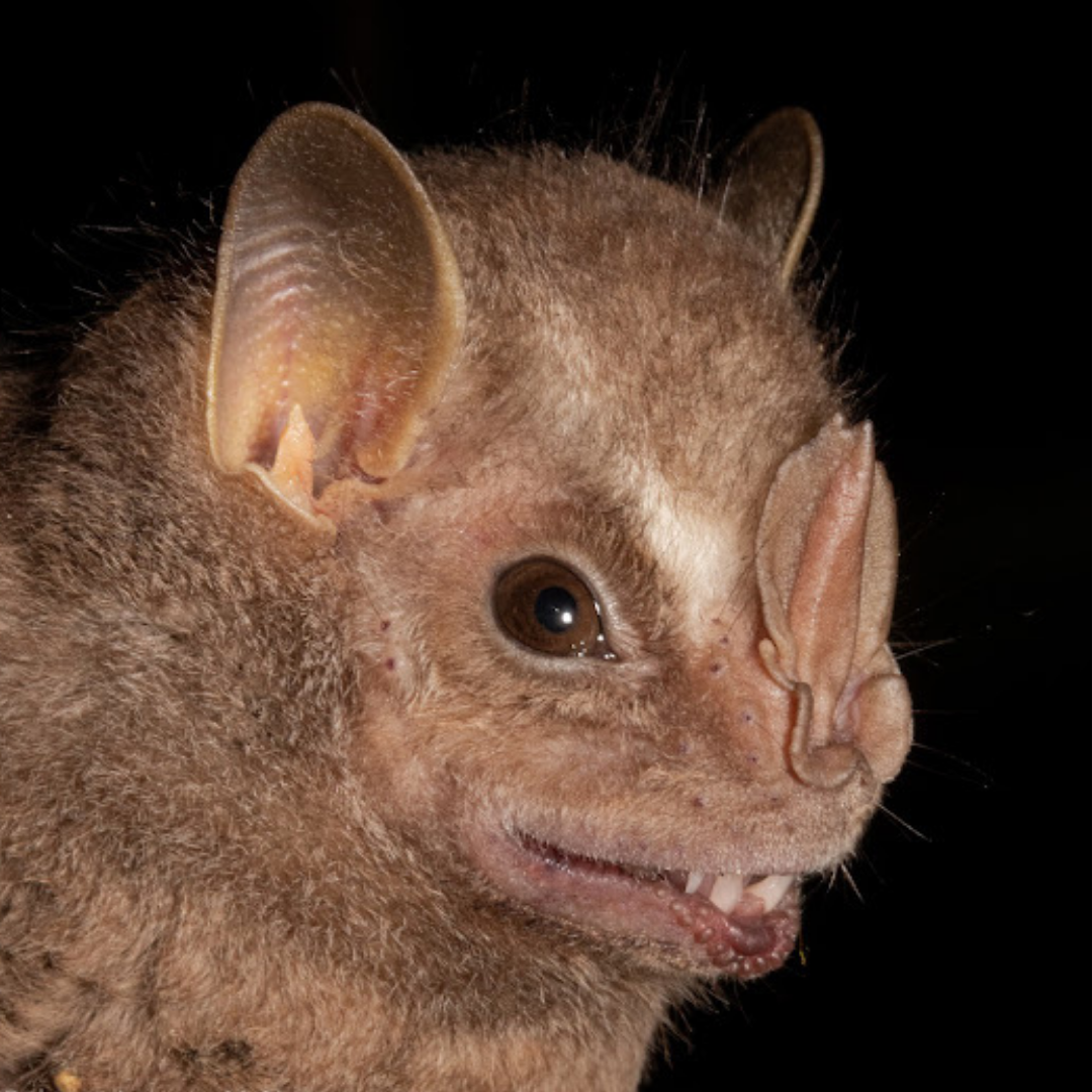 Chiroderma villosum
