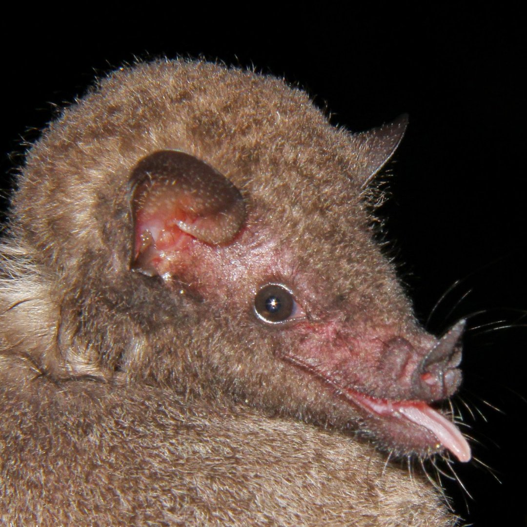 Choeroniscus minor
