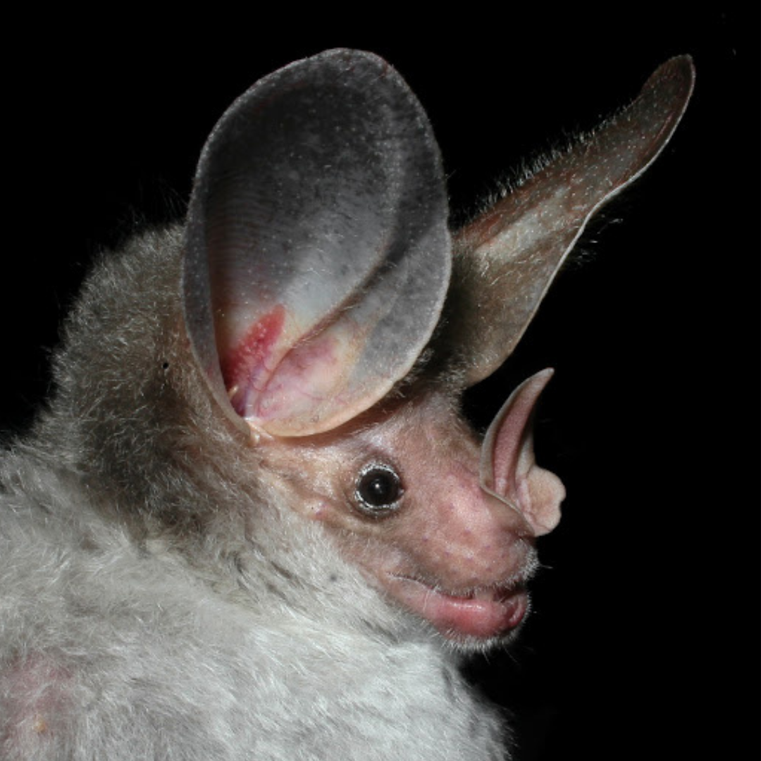 Chrotopterus auritus