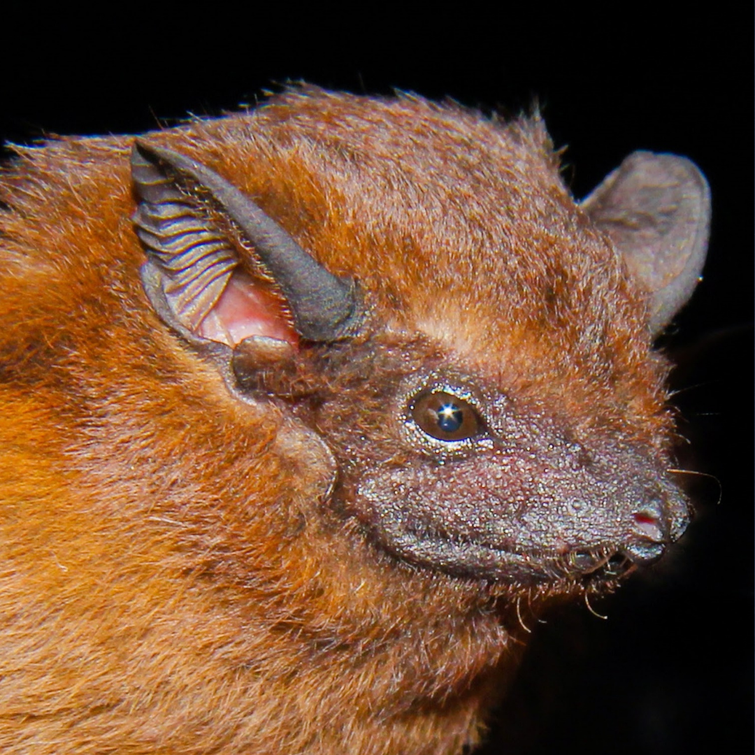 Cormura brevirostris