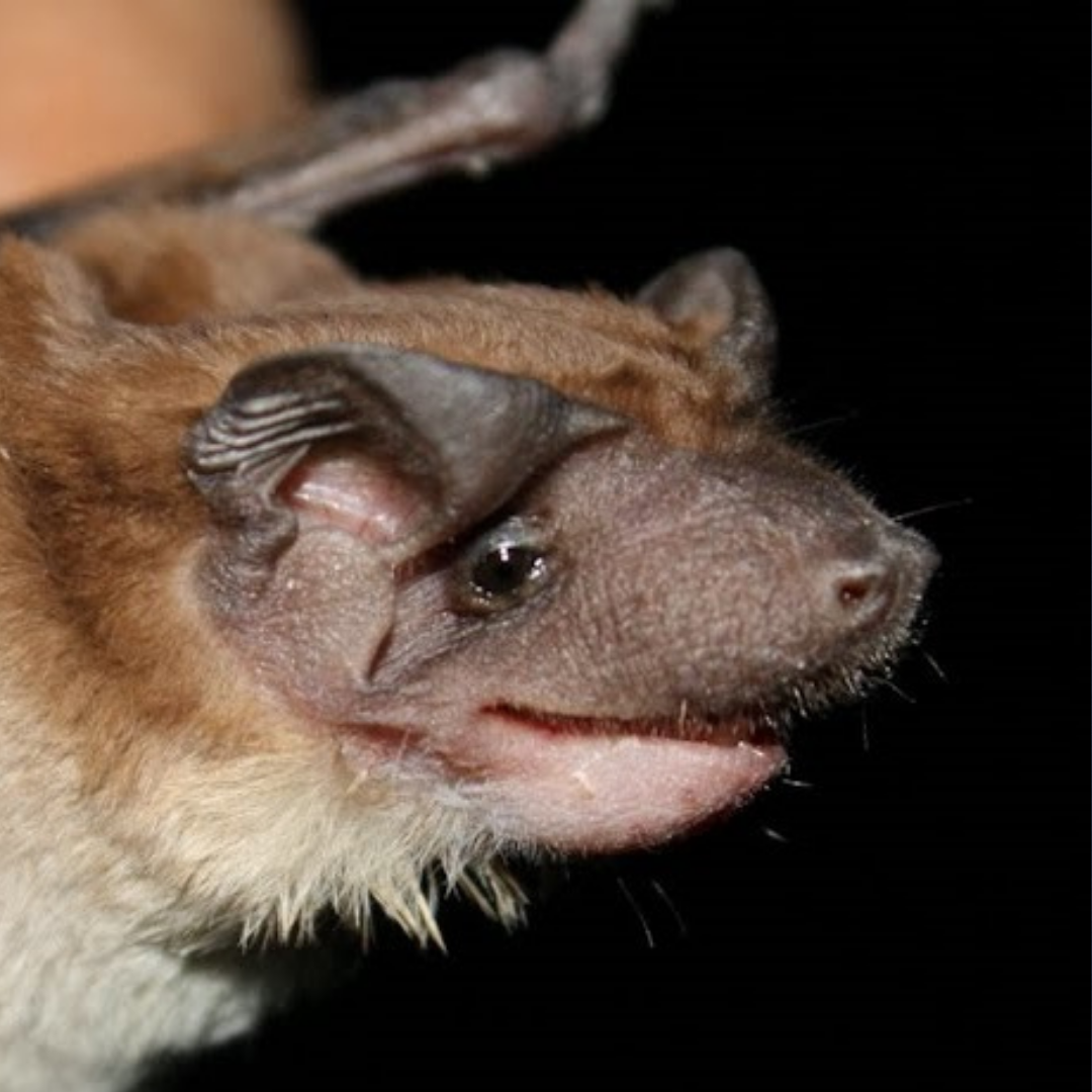 Cynomops planirostris