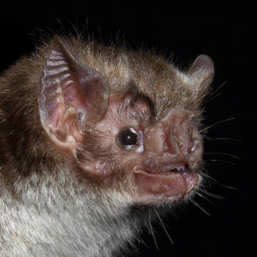 Desmodus rotundus