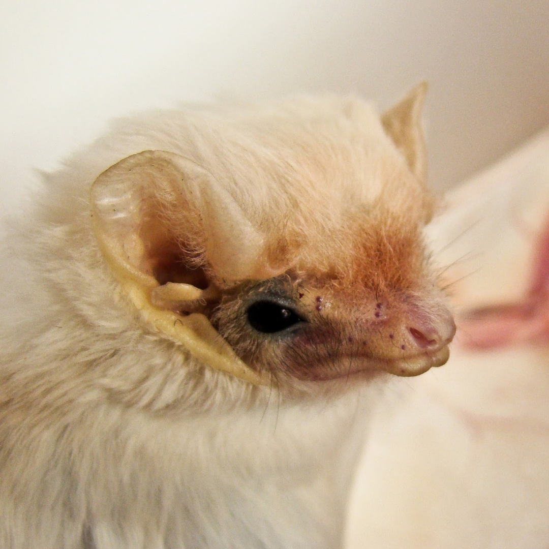Diclidurus albus