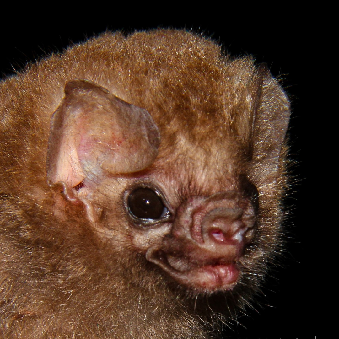 Diphylla ecaudata