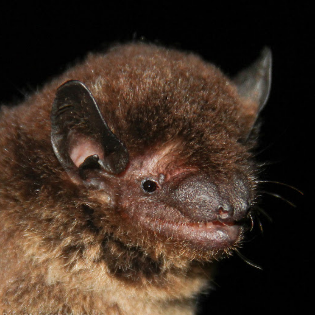Eptesicus brasiliensis