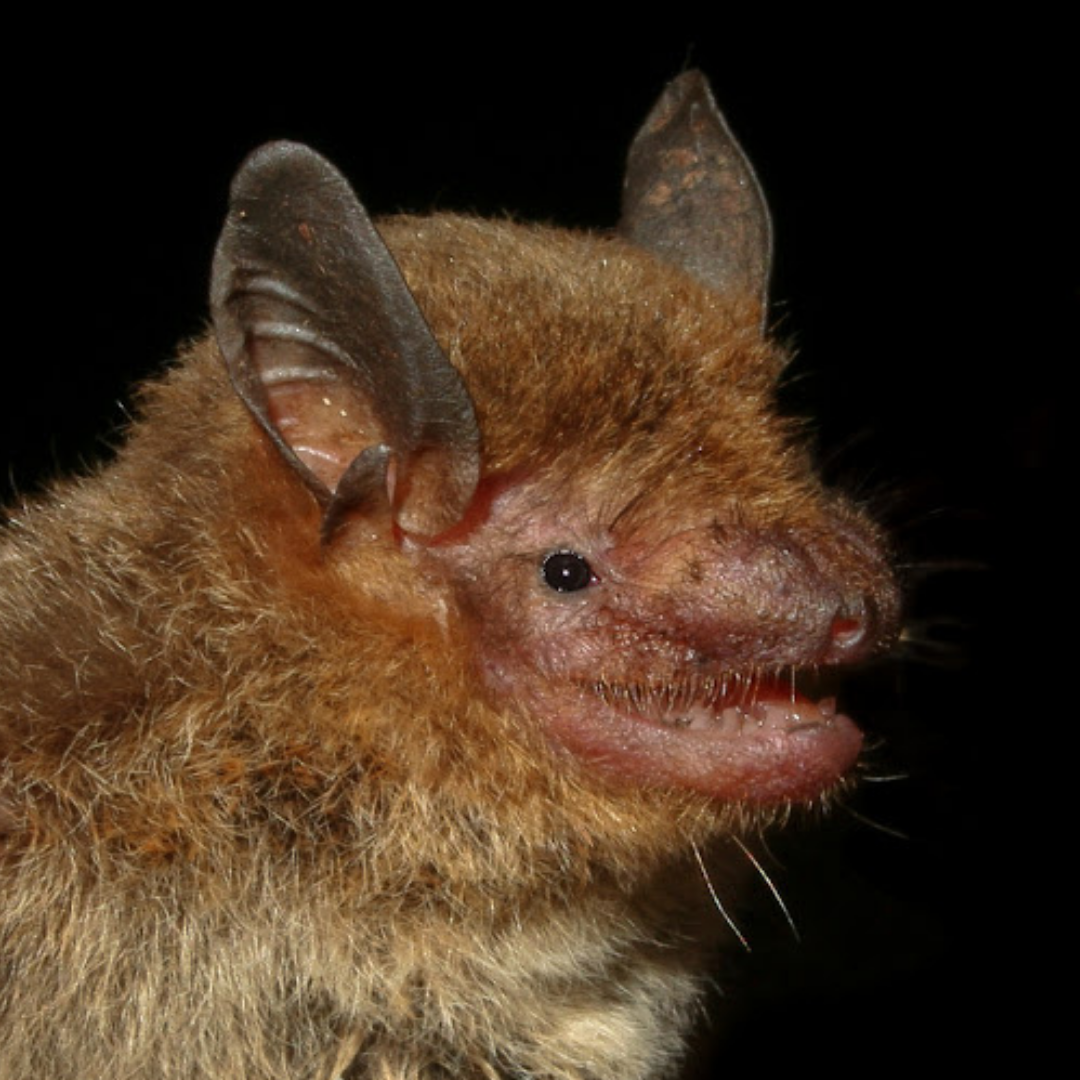 Eptesicus furinalis