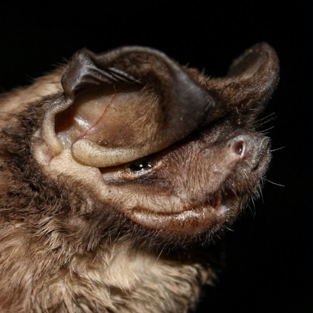 Eumops auripendulus