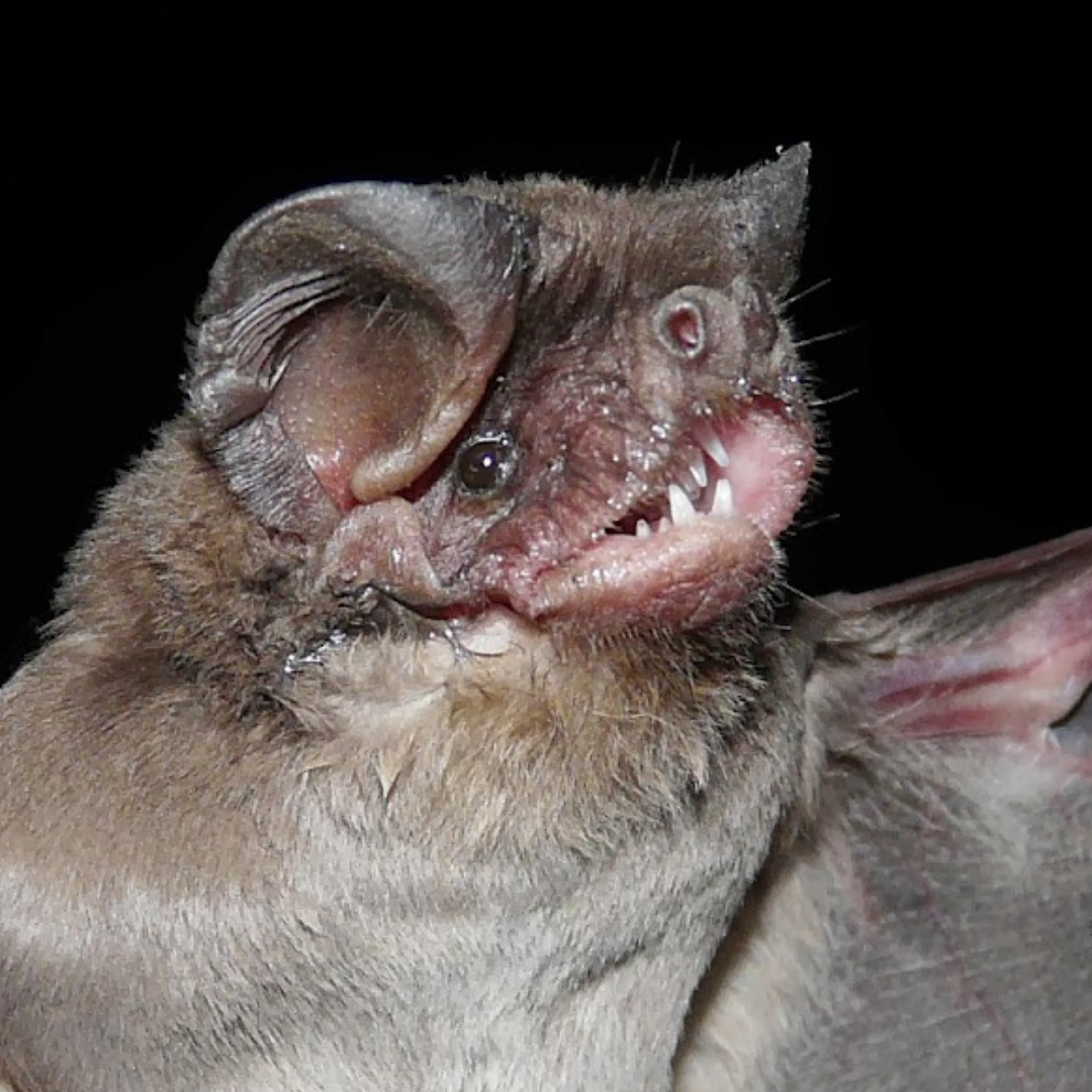 Eumops bonariensis