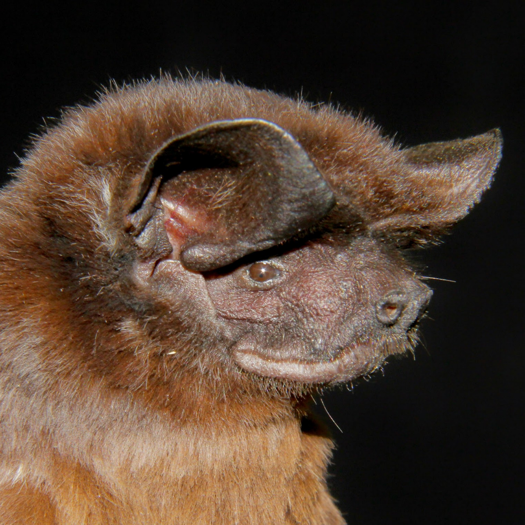 Eumops maurus