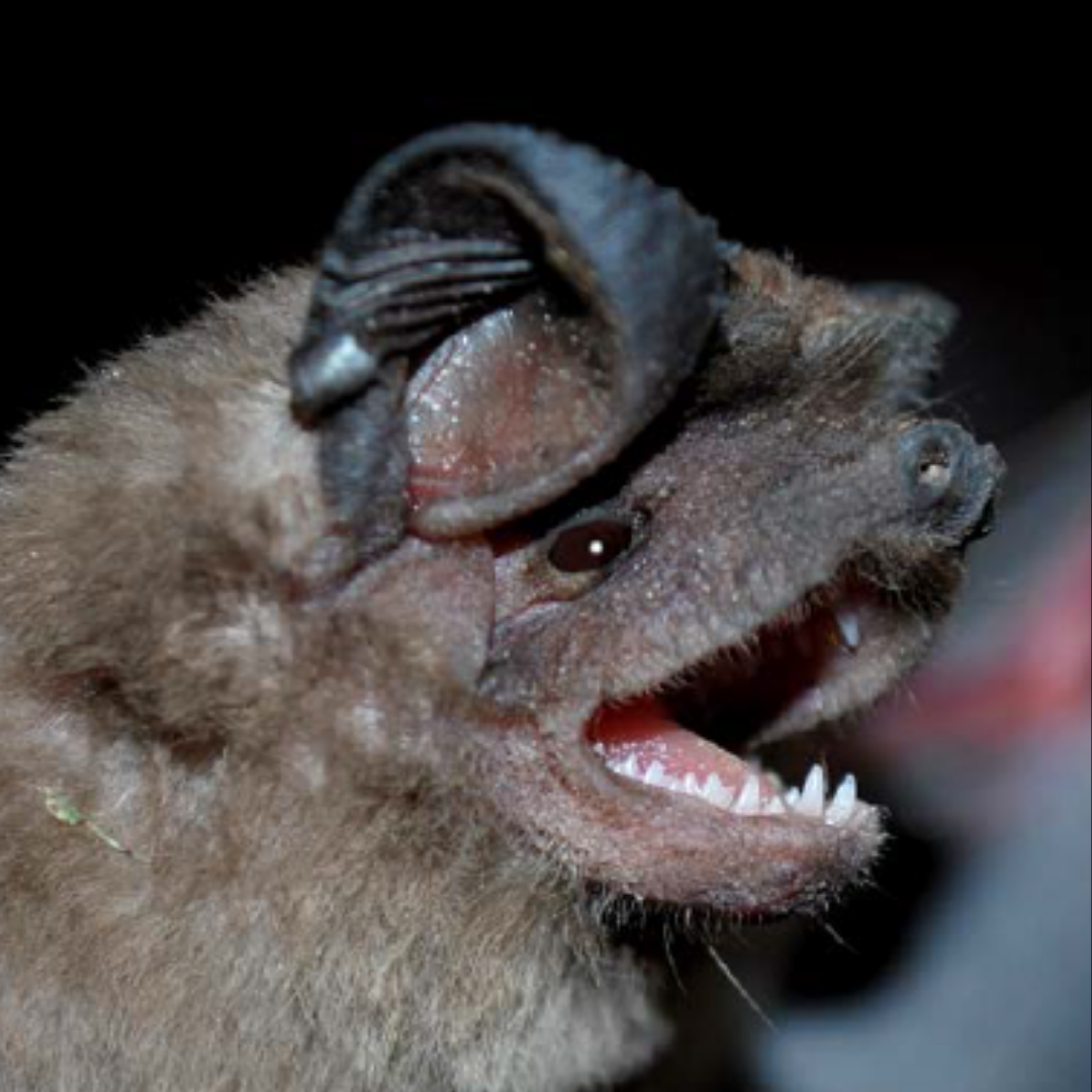 Eumops patagonicus