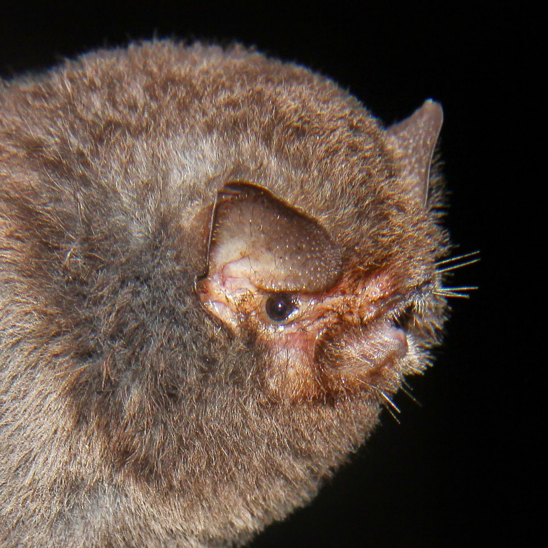 Furipterus horrens