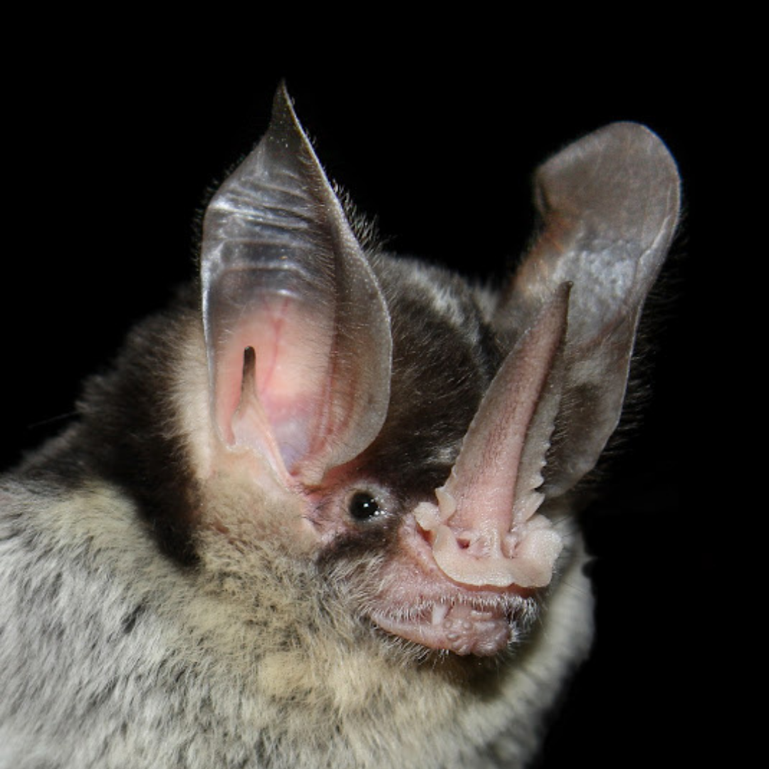 Gardnerycteris crenulatum