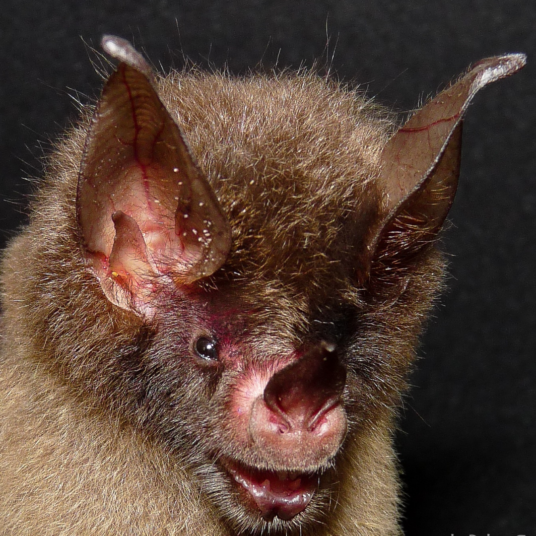 Glyphonycteris daviesi