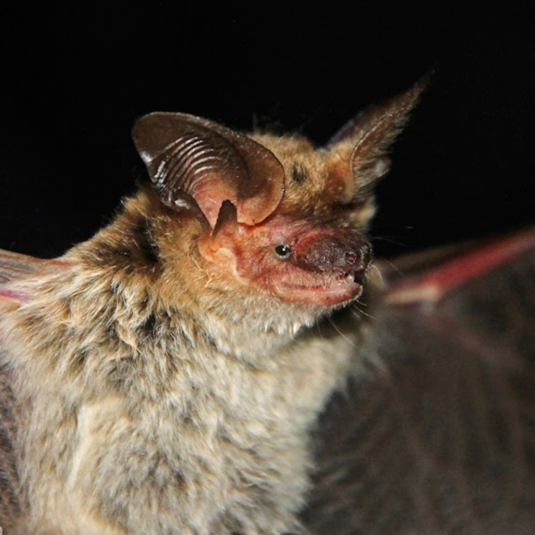 Histiotus montanus