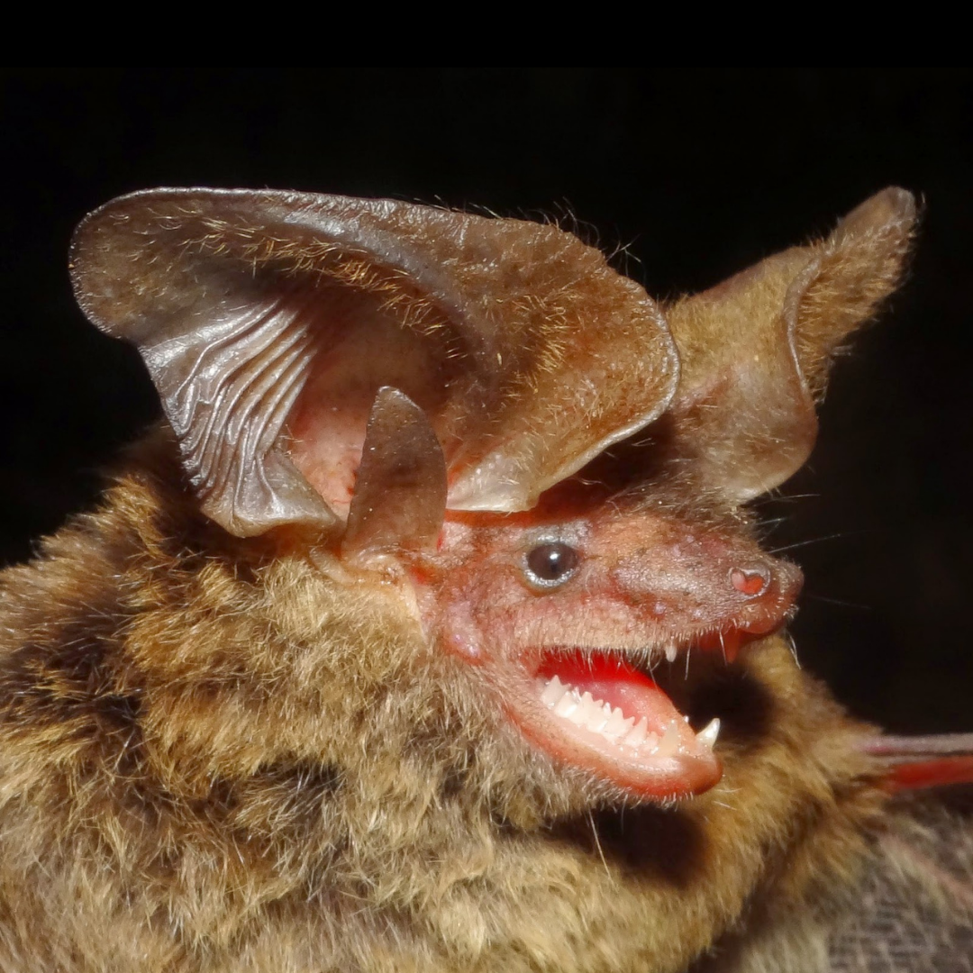 Histiotus velatus