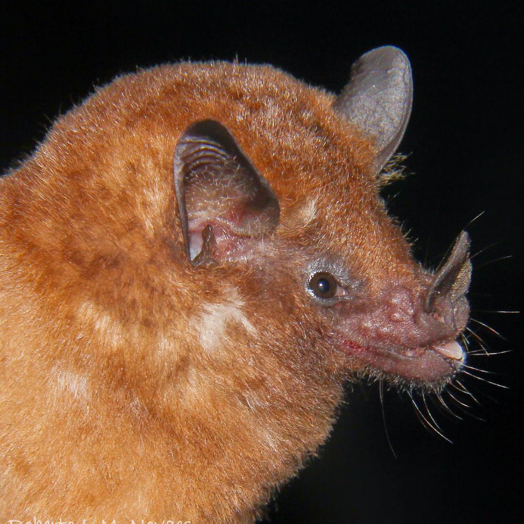 Hsunycteris thomasi