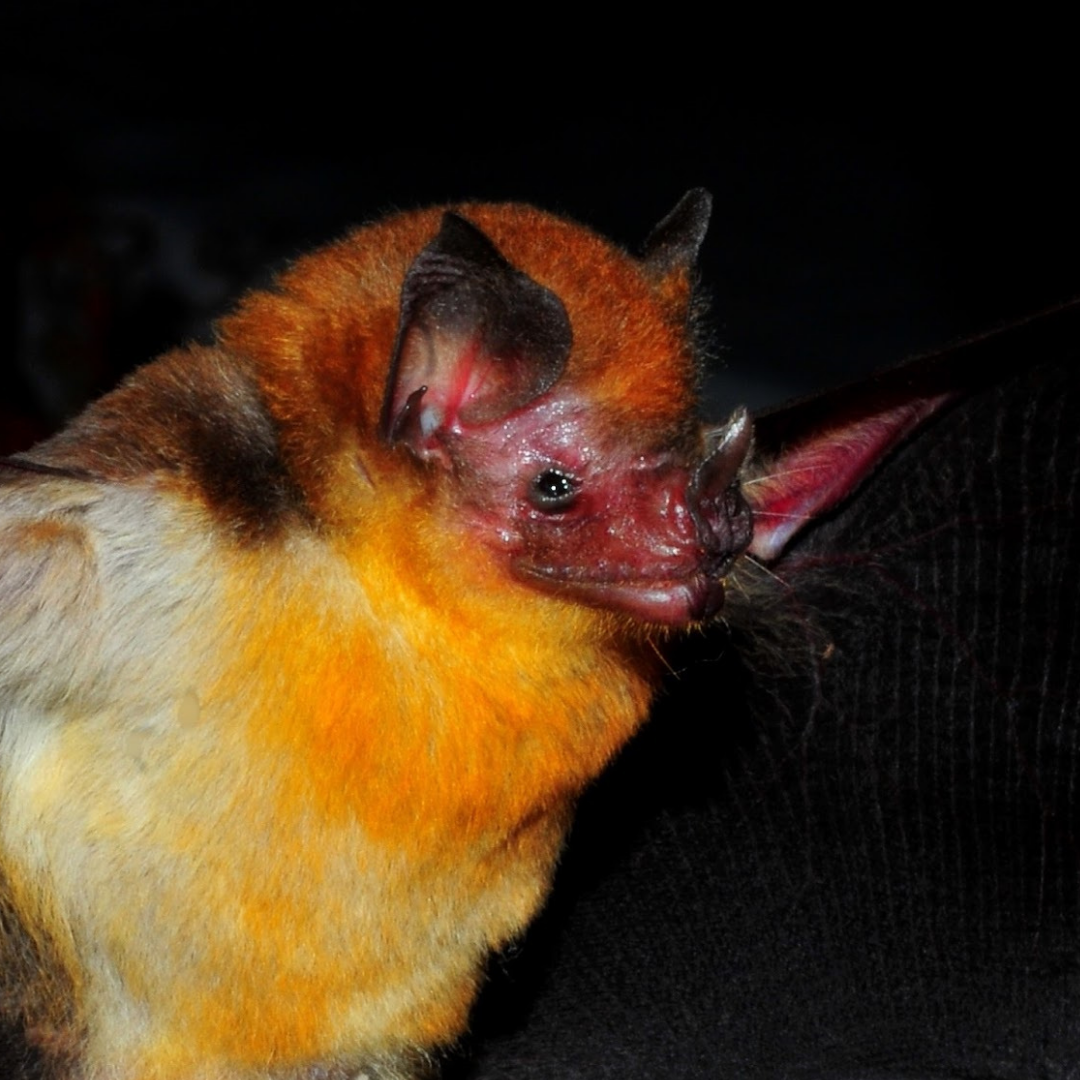 Lampronycteris brachyotis