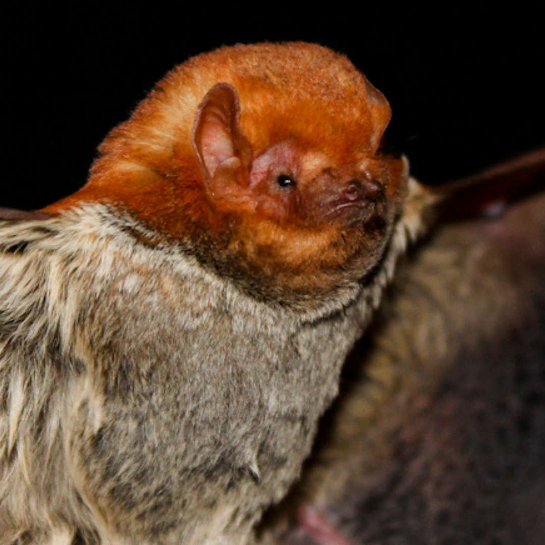 Lasiurus blossevillii