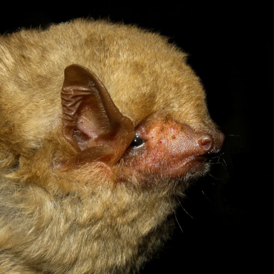 Lasiurus ega