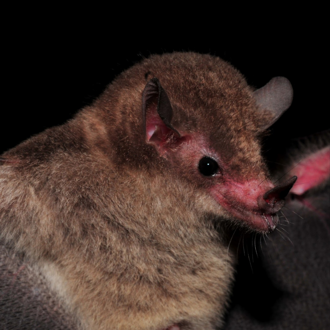 Lonchophylla bokermanni