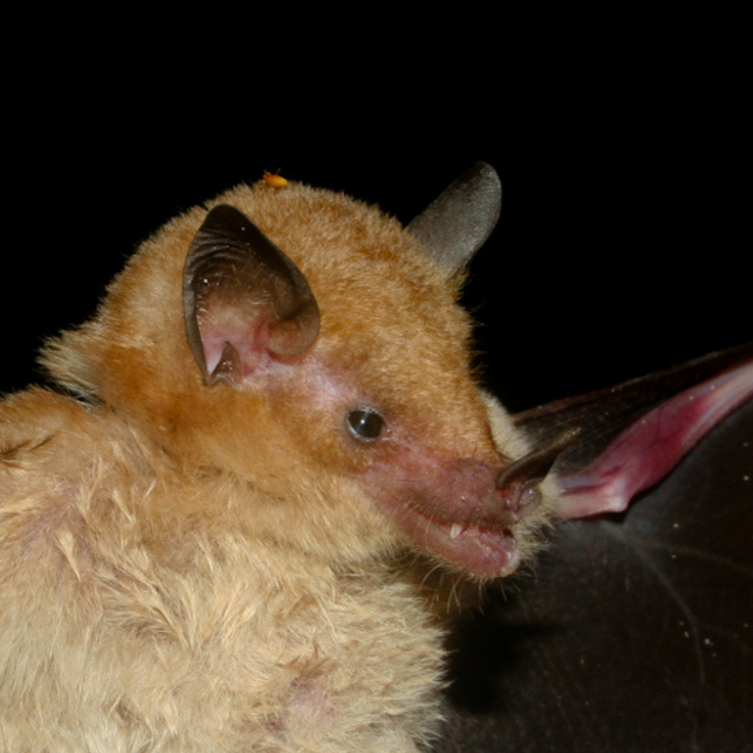 Lonchophylla dekeyseri