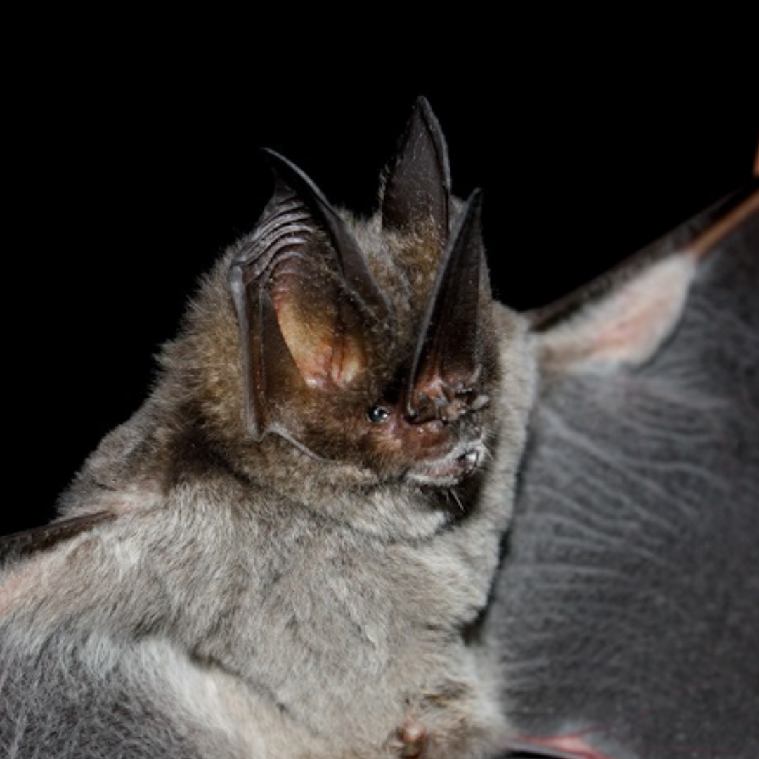 Lonchorhina aurita