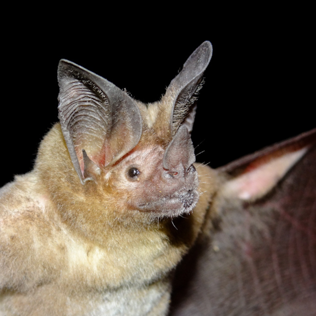 Lophostoma brasiliense