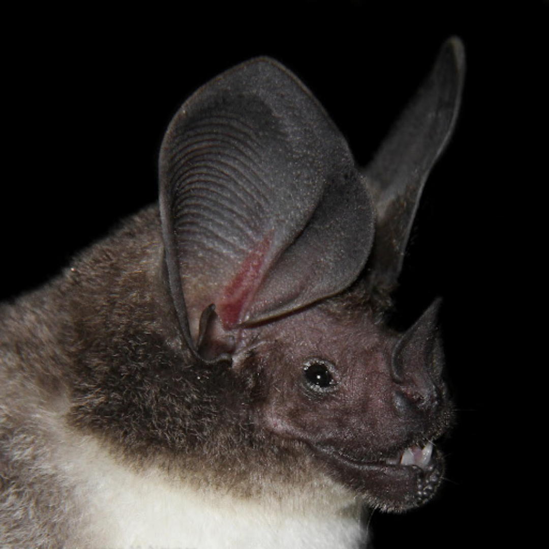Lophostoma carrikeri