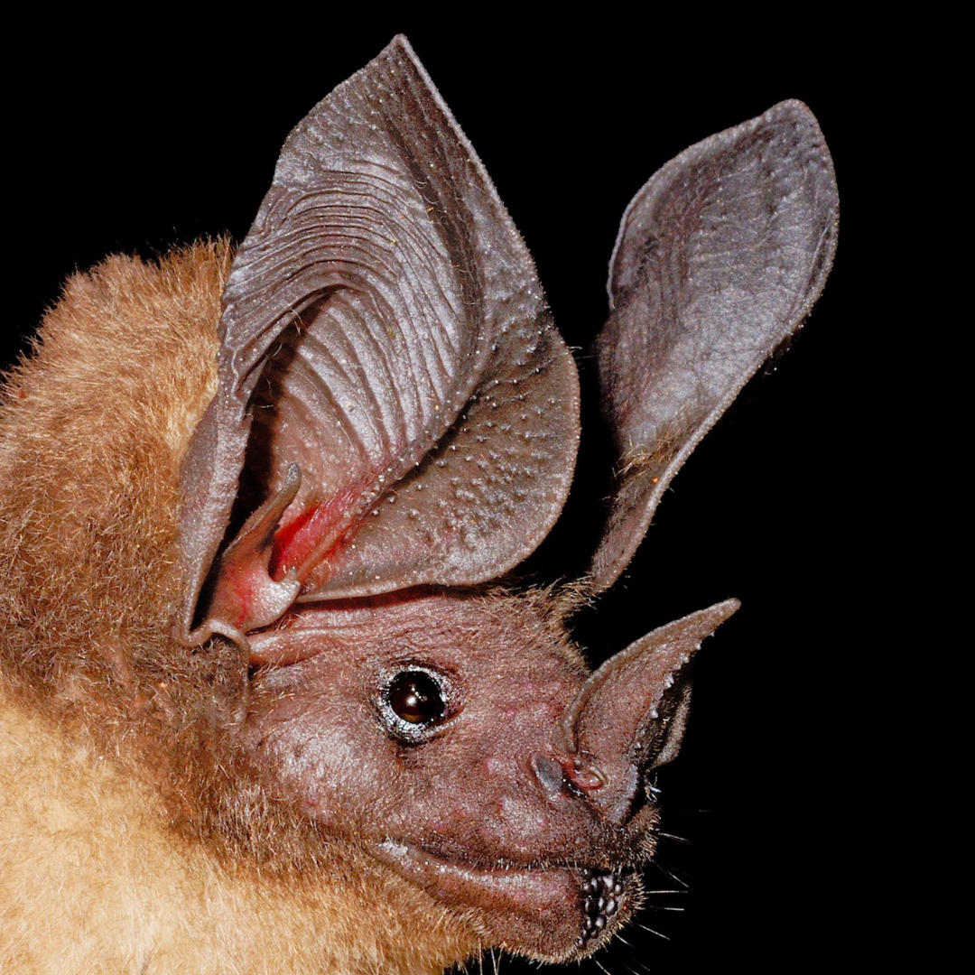 Lophostoma schulzi