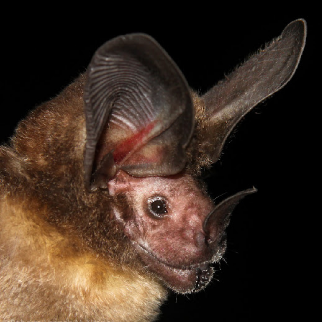 Lophostoma silvicola