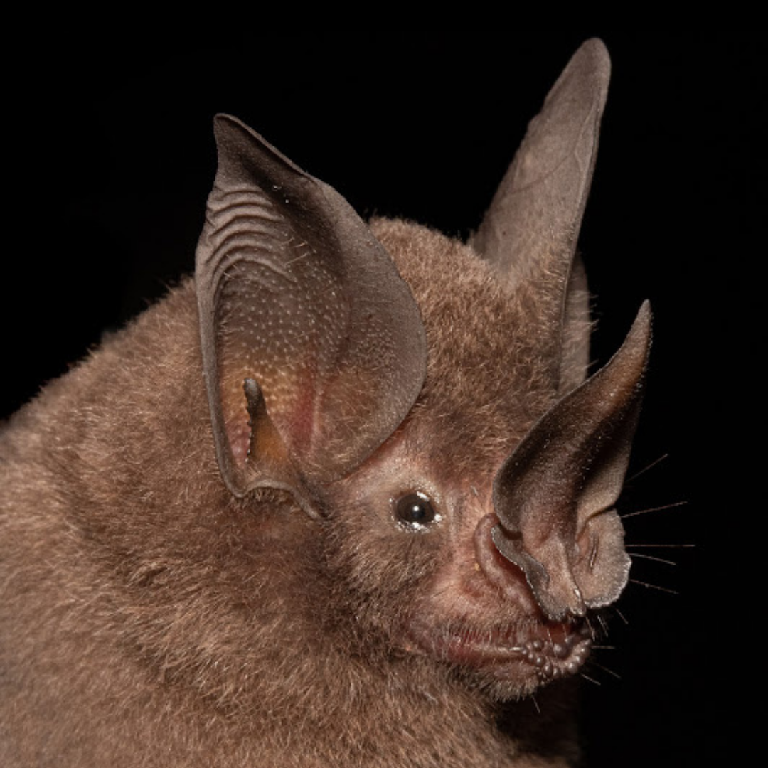 Macrophyllum macrophyllum