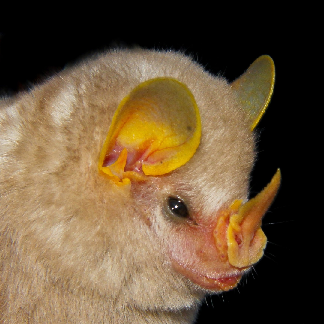 Mesophylla macconnelli