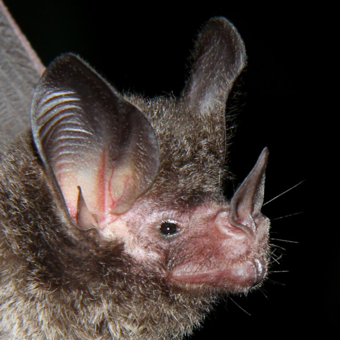 Micronycteris hirsuta