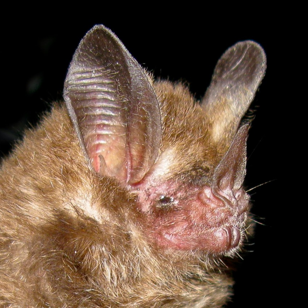 Micronycteris megalotis