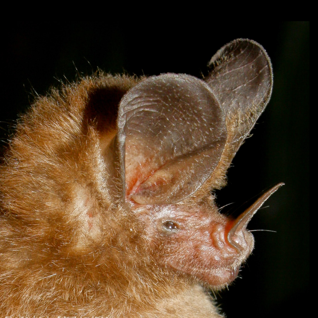 Micronycteris microtis