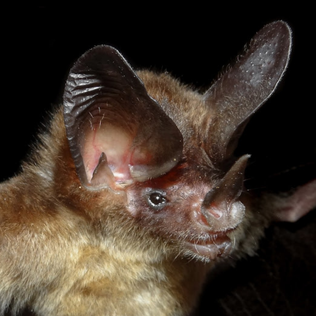 Micronycteris minuta