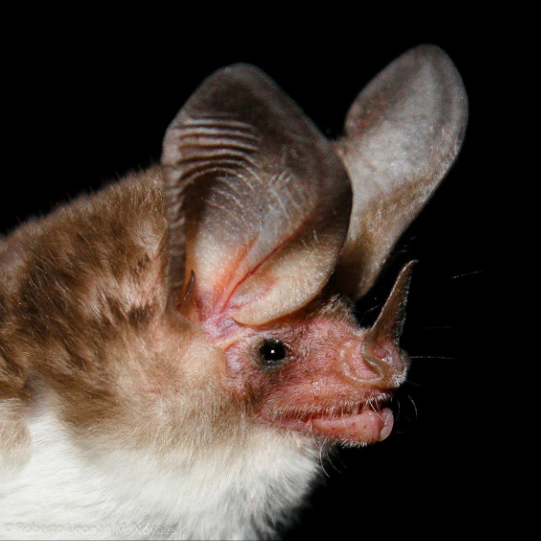 Micronycteris sanborni