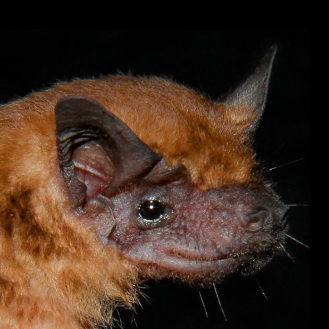 Molossops temminckii