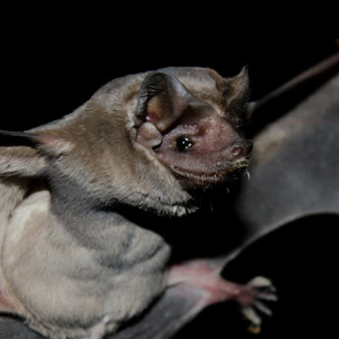 Molossus aztecus